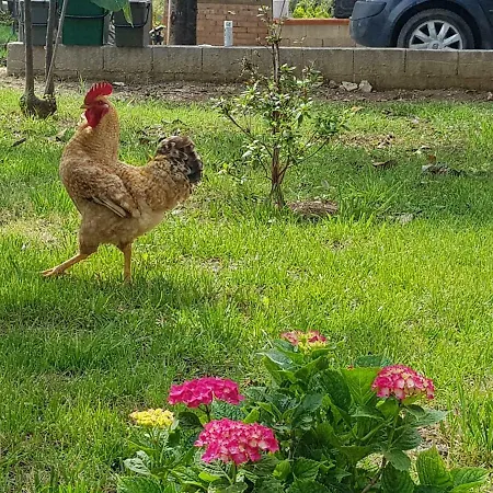 La Fattoria Di Nonna Elvira Belvedere Marittimo